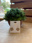 Coronado Clover Stud